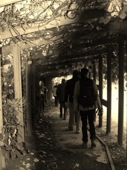 Line of people walking through a garden tunnel South West Yorkshire Partnership NHS Foundation Trust
