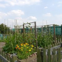 Read more: Success at Pinfold allotment