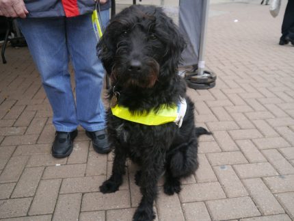 Guide Dogs came along with the Labradoodle Evie.
