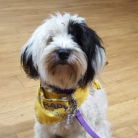 Read more: Canine companion Miley has pawsitive effect on wards