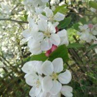 Read more: Spring has come to the Newton Lodge therapy gardens