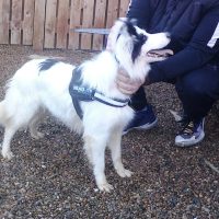 Read more: Service users play Santa Paws for charity cats and dogs