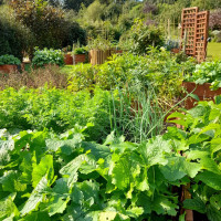 Read more: Trust’s caring garden at Fieldhead awarded gold by Yorkshire Wildlife Trust