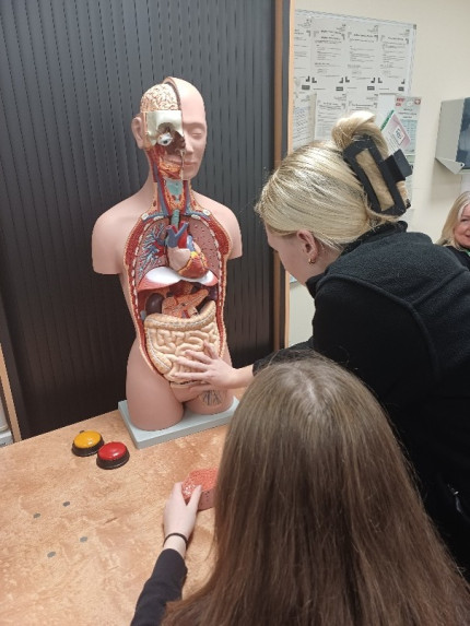 Students looking at a model of a body