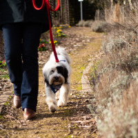 Read more: Can your dog make a difference as a canine companion?